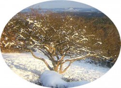weissdornwinter
