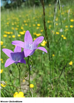 Wiesen-Glockenblume
