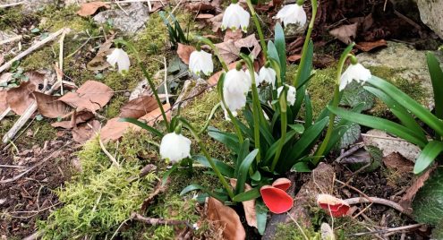 Märzenbecher-Kelchbecherling MB+KB DS